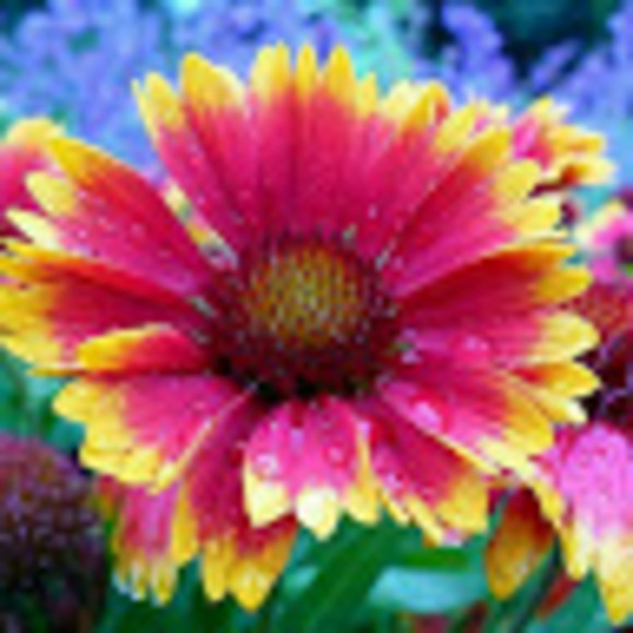 Meet your Posher, Andie - Picture 1 of 1